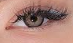 Lady Amanda Hazel (Yearly)